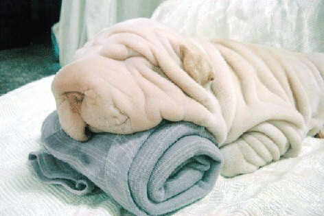 Is it a dog or a towel?